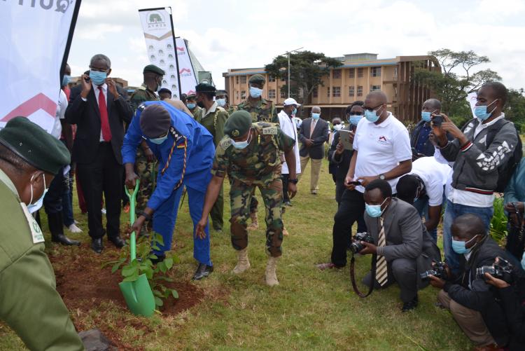 Tree planting3