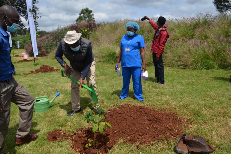 Tree planting5