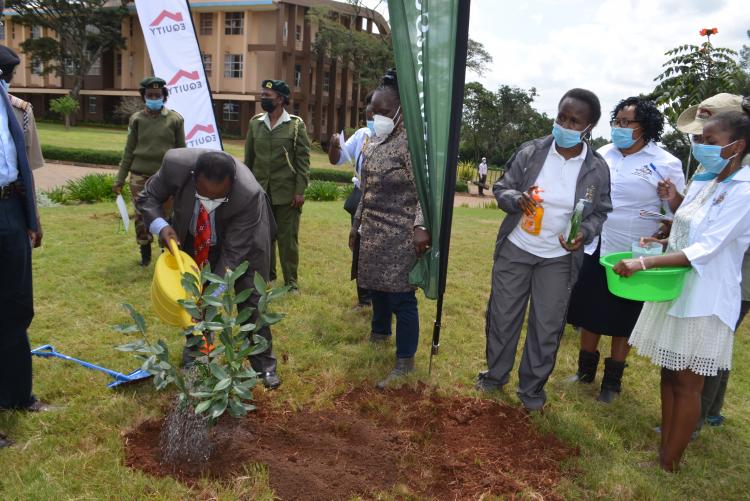 Tree planting7