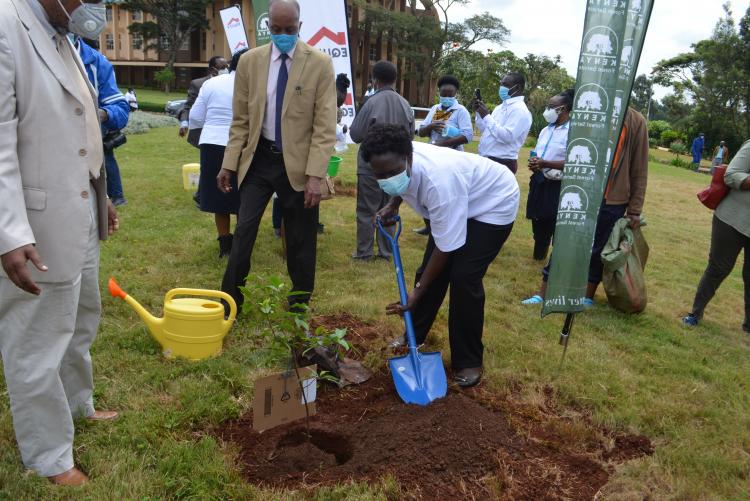 Tree planting8