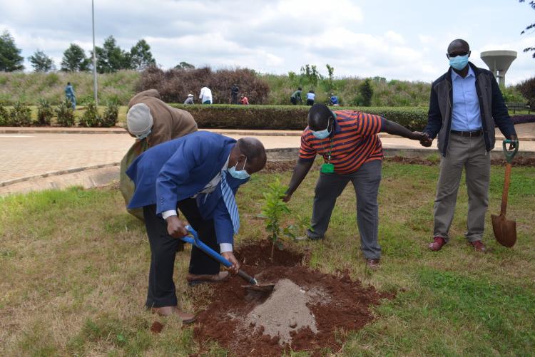 Tree planting8