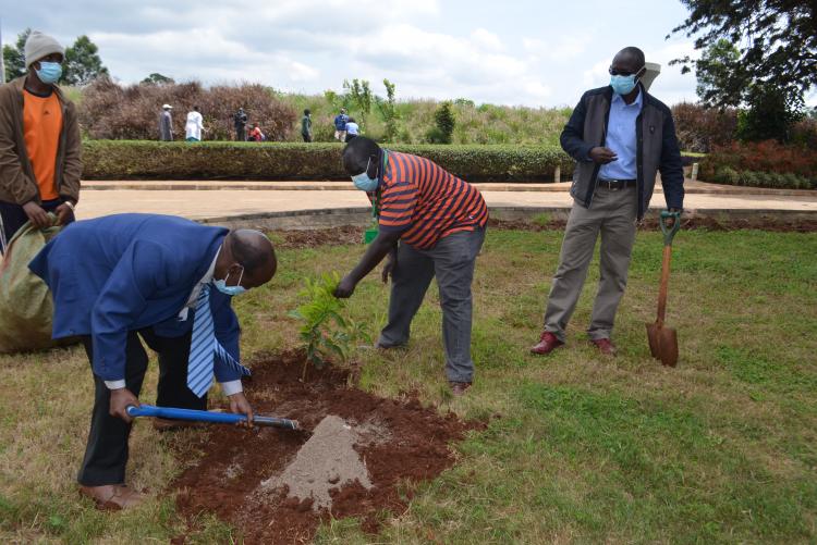 Tree planting9