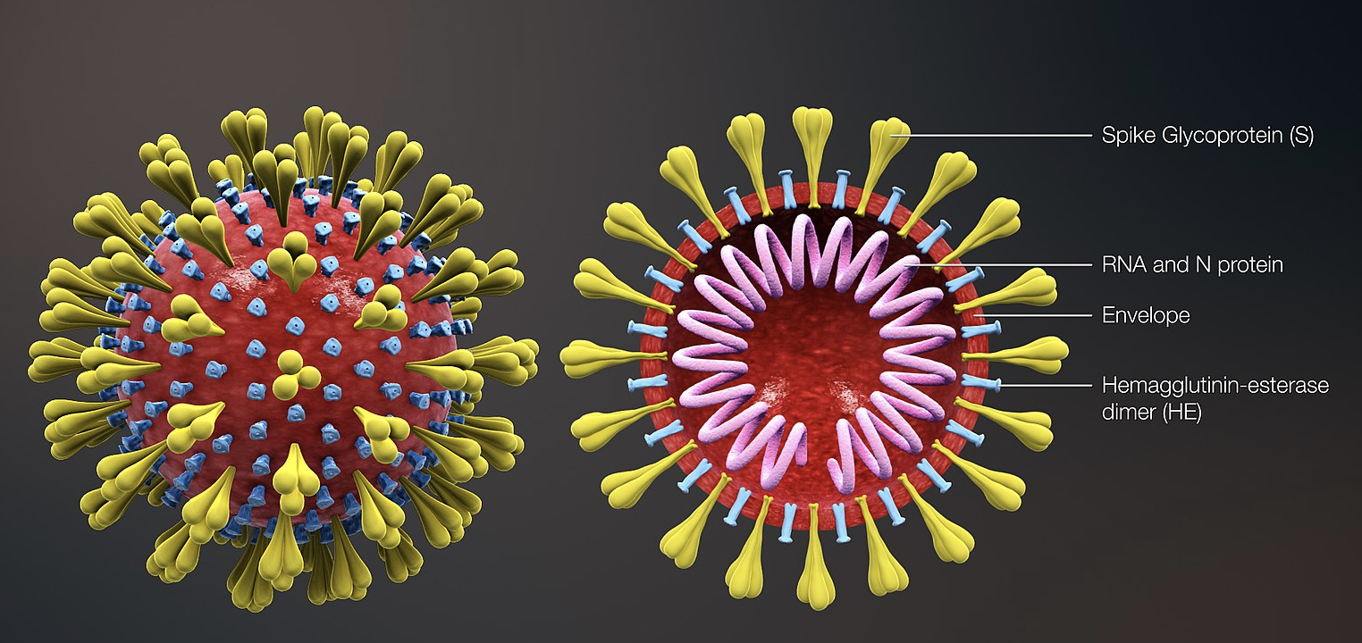 Photo courtesy of the internet: Corona Virus structure